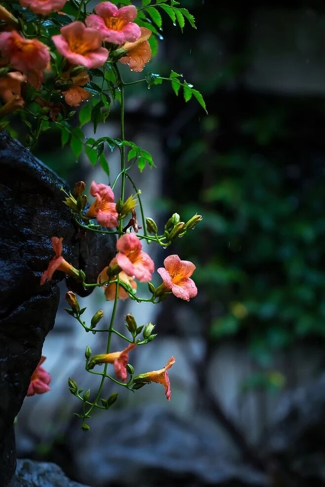  聽水流觴，弦箏凝唱，繁花印染了江南水鄉(xiāng)，撫琴一首，漫情謠，聲聲碾碎舊斷橋。