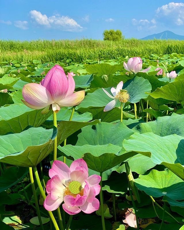 在风轻云淡的日子里，让自己远离那份喧嚣，随几片闲云，挽一抹暖阳，随风而行一袭衣袂飘飘，长发漫卷。