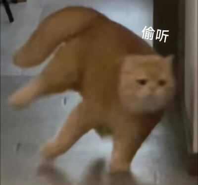 猫猫表情包