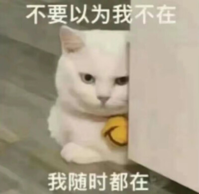 猫猫表情包