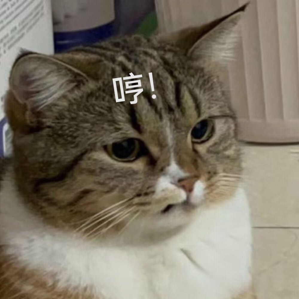 猫猫表情包