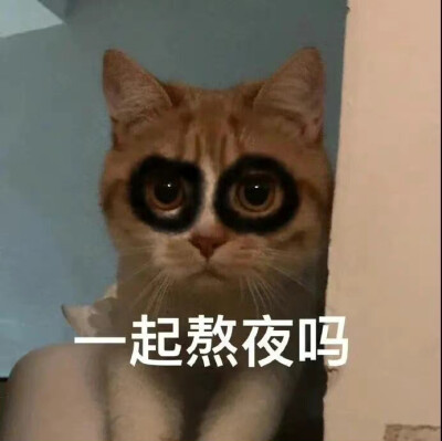 猫猫表情包