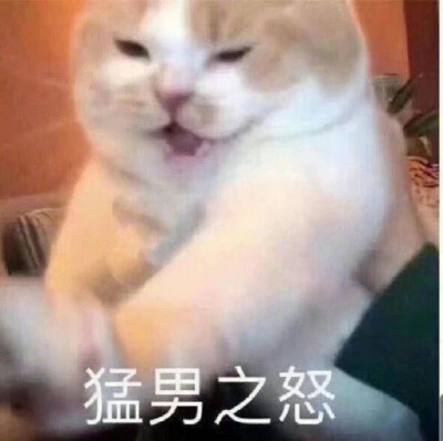 猫猫表情包