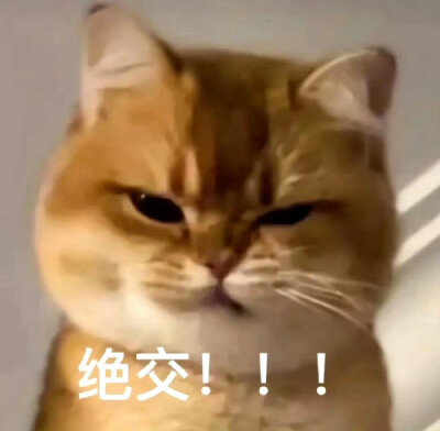 猫猫表情包