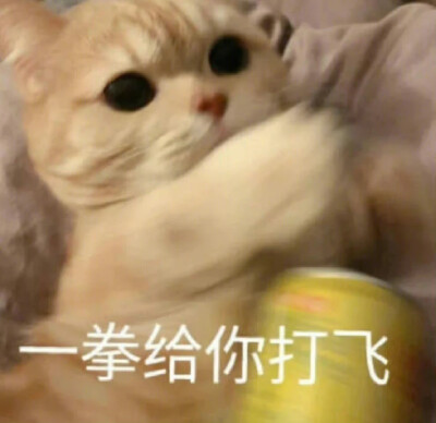 猫猫表情包