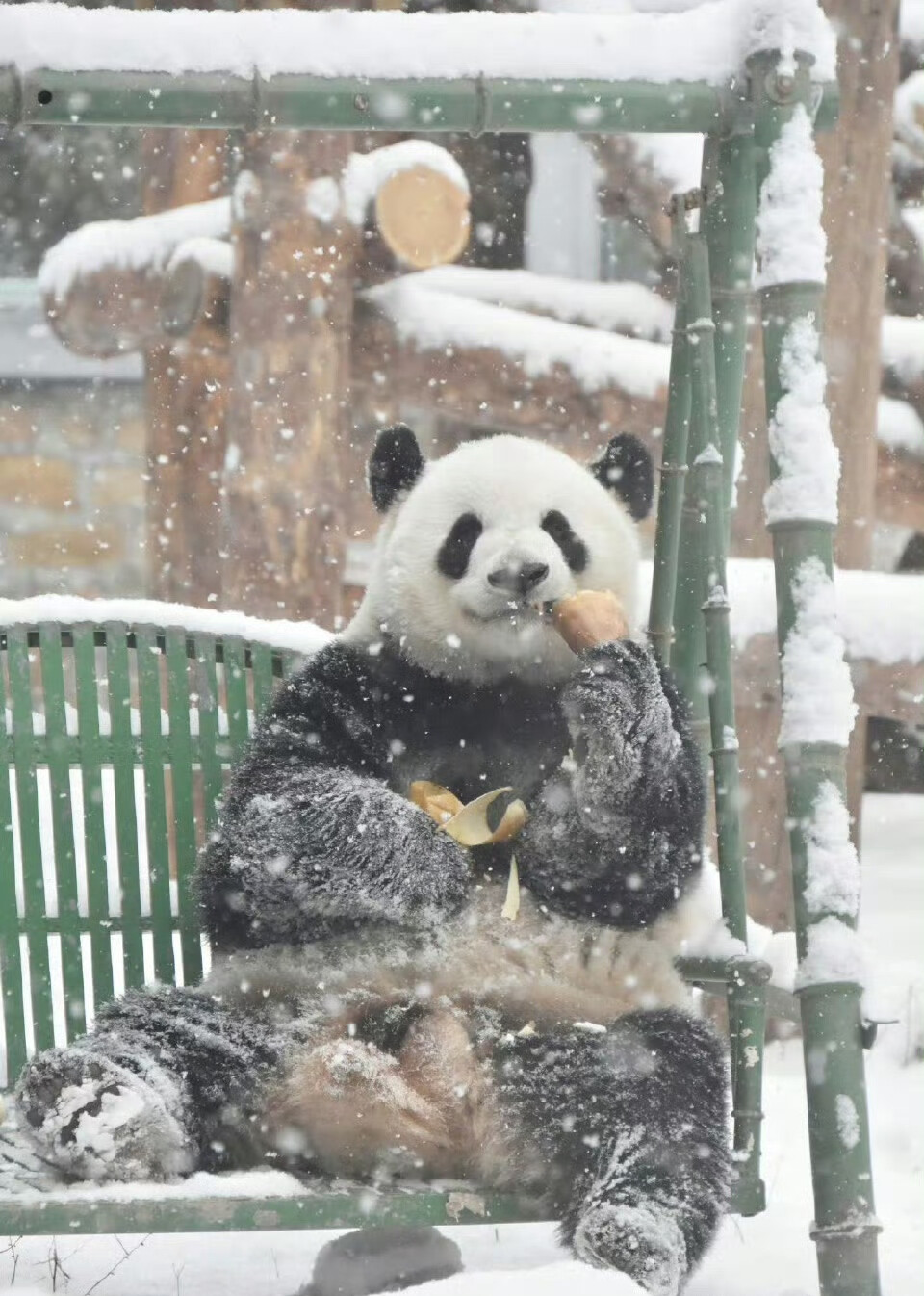 萌兰 么么儿 大熊猫 壁纸头像背景