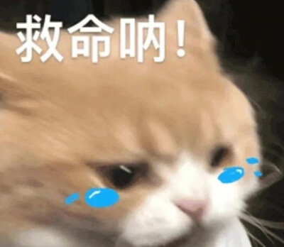 猫猫表情包