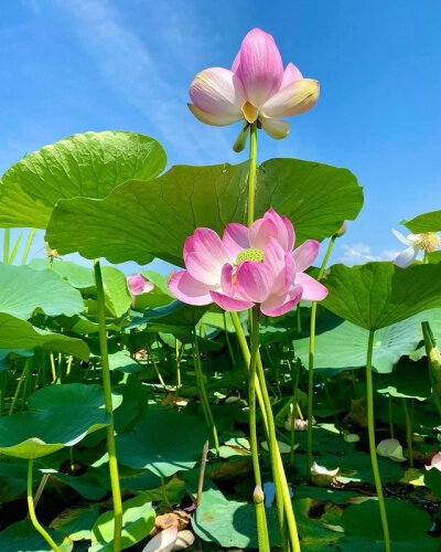 在风轻云淡的日子里，让自己远离那份喧嚣，随几片闲云，挽一抹暖阳，随风而行一袭衣袂飘飘，长发漫卷。