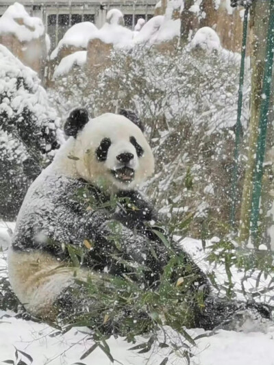 萌兰 大熊猫 壁纸 头像