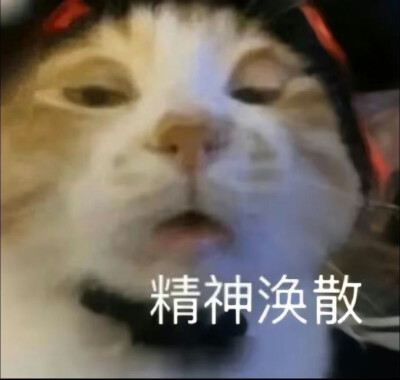 猫猫表情包