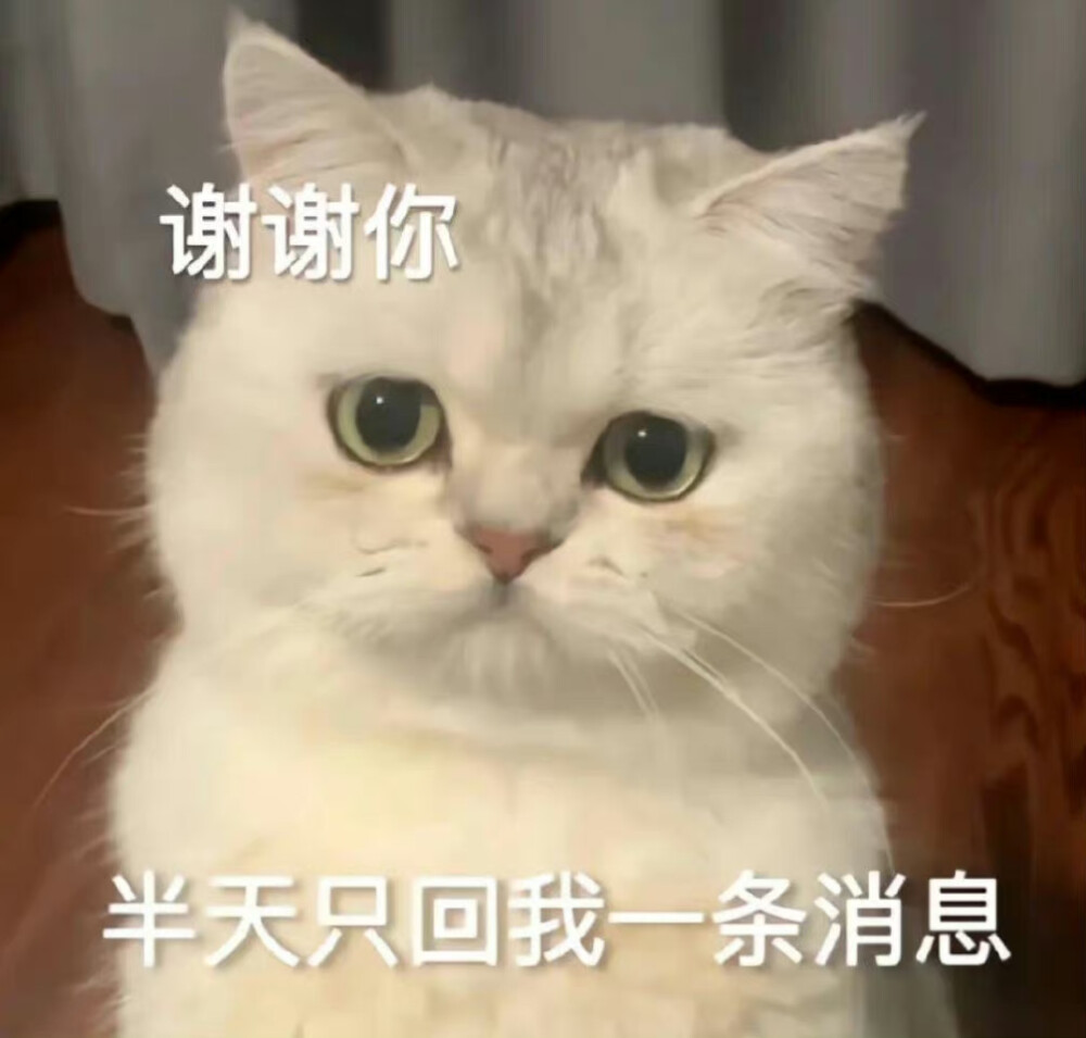 猫猫表情包