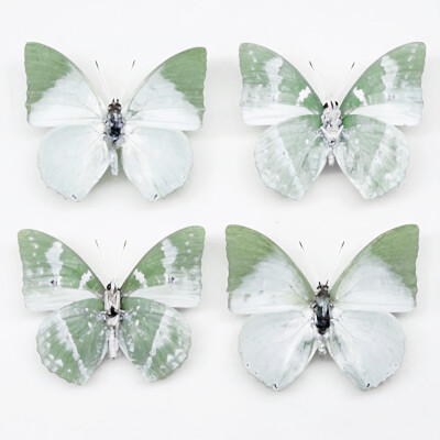 オズの魔法使い•「Forest Flower Elf」