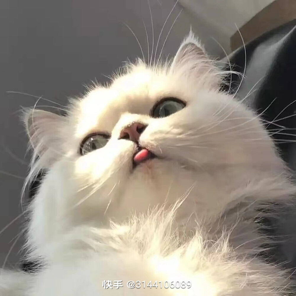 可爱猫猫头像