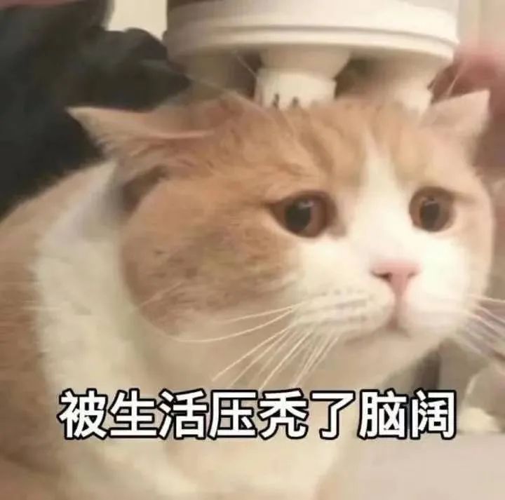 猫猫表情包