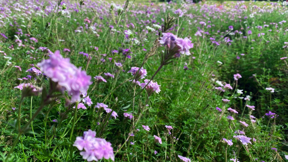 随手拍 手机高清壁纸