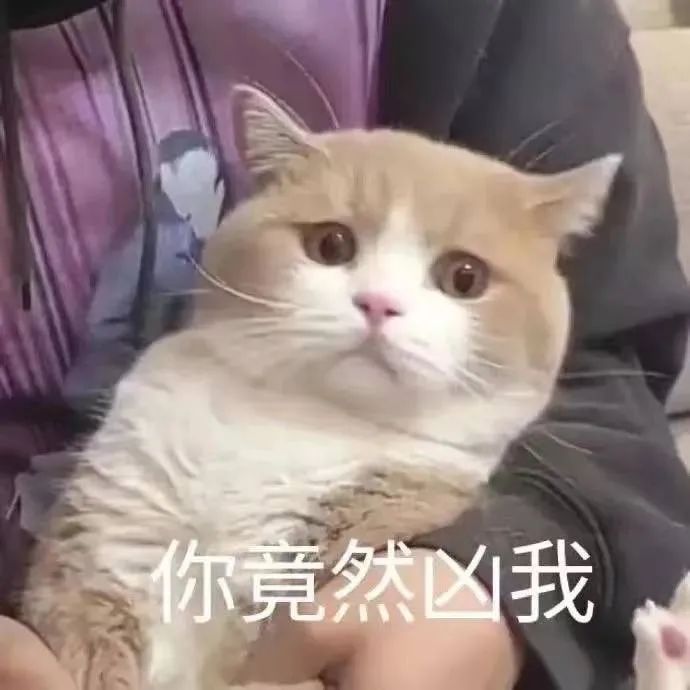 猫猫表情包