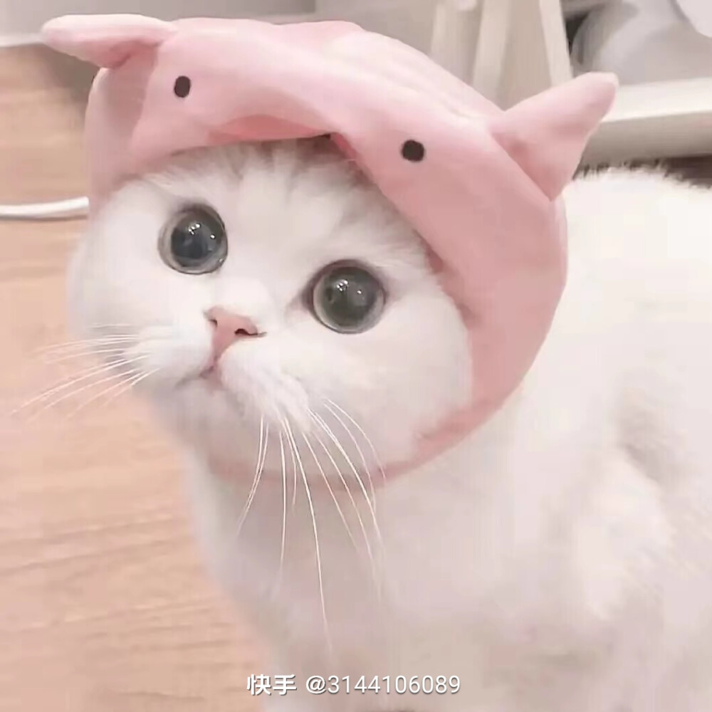 可爱猫猫头像