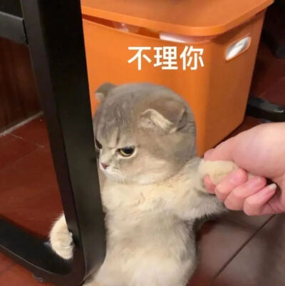 猫猫表情包