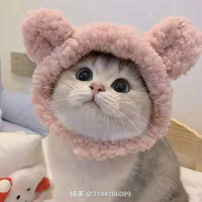 可爱猫猫头像