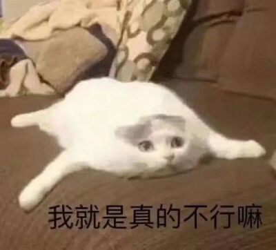 猫猫表情包