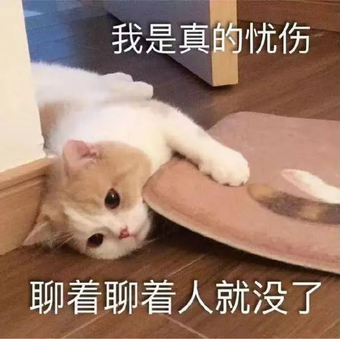 猫猫表情包