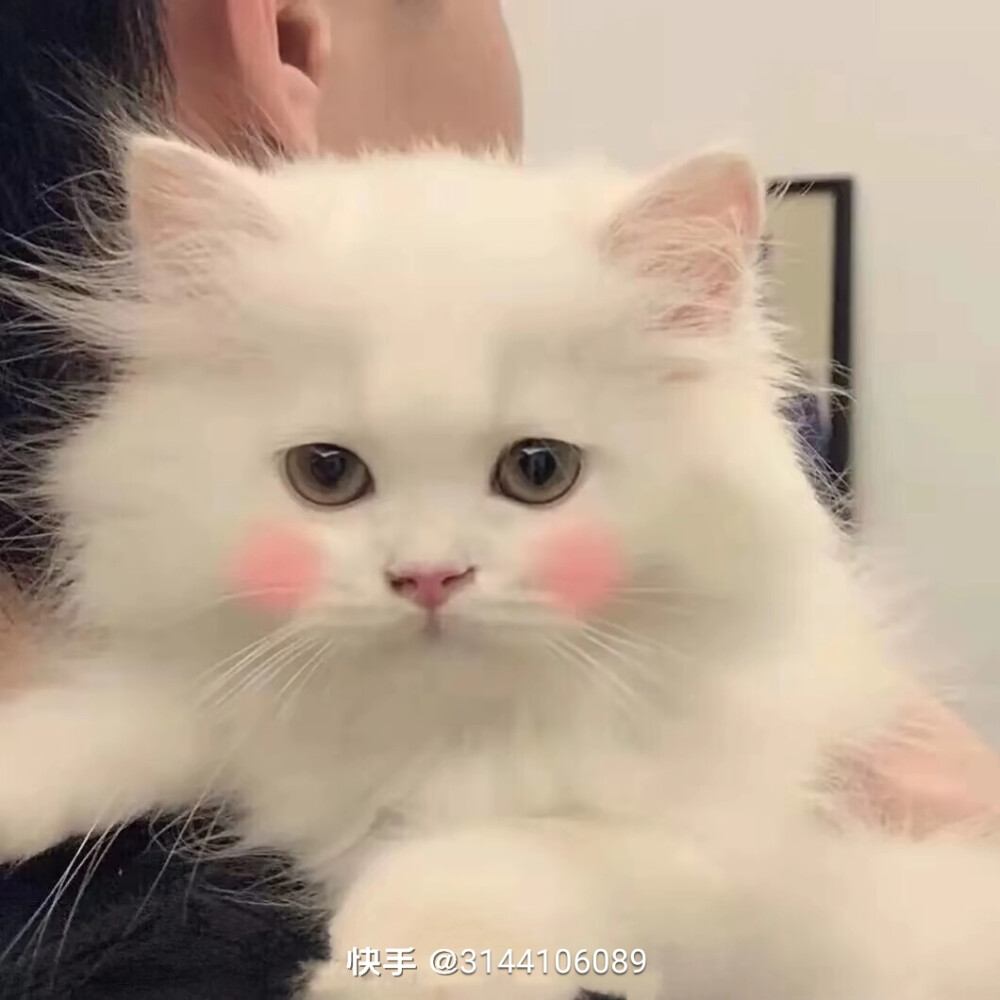 可爱猫猫头像