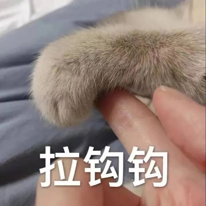 猫猫表情包