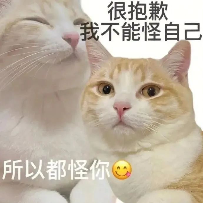 猫猫表情包