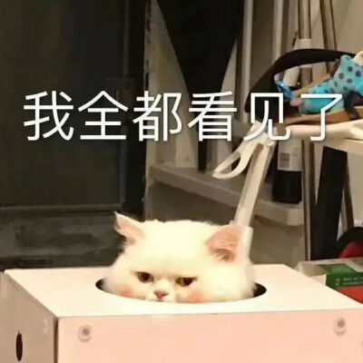 猫猫表情包