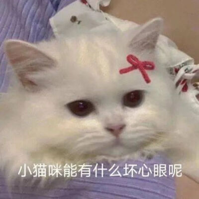 猫猫表情包