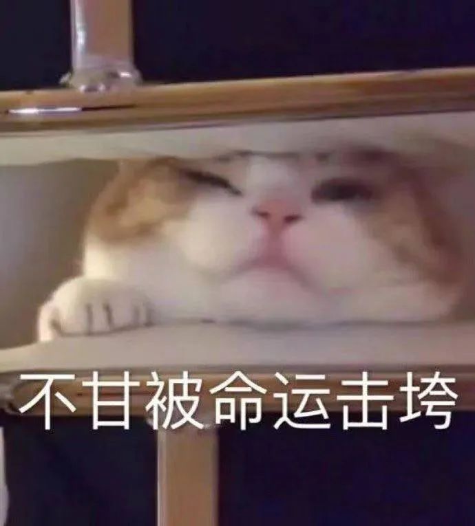 猫猫表情包