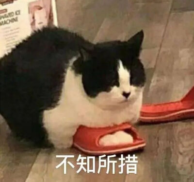 猫猫表情包