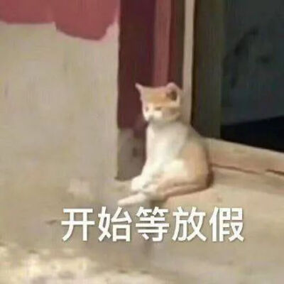 猫猫表情包