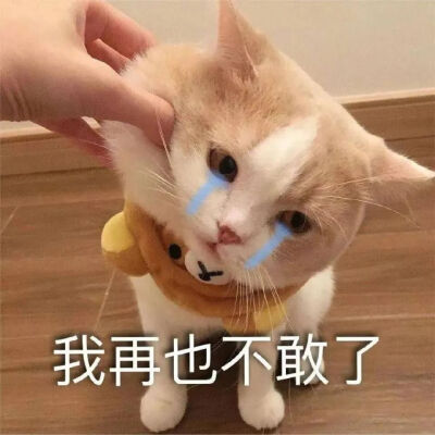 猫猫表情包