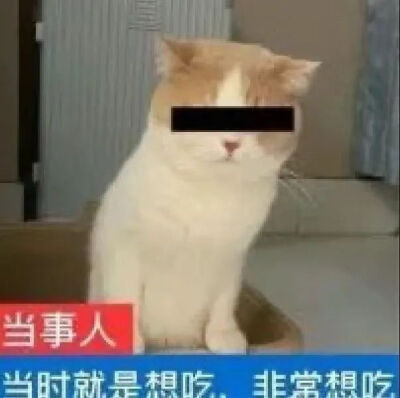 猫猫表情包