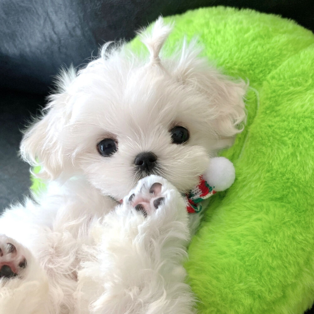 马尔济斯小狗 ​​​