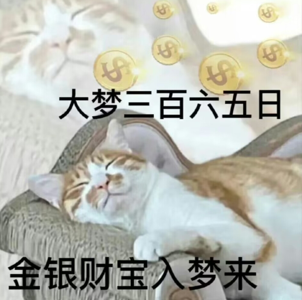 猫猫 表情包#冷瞳