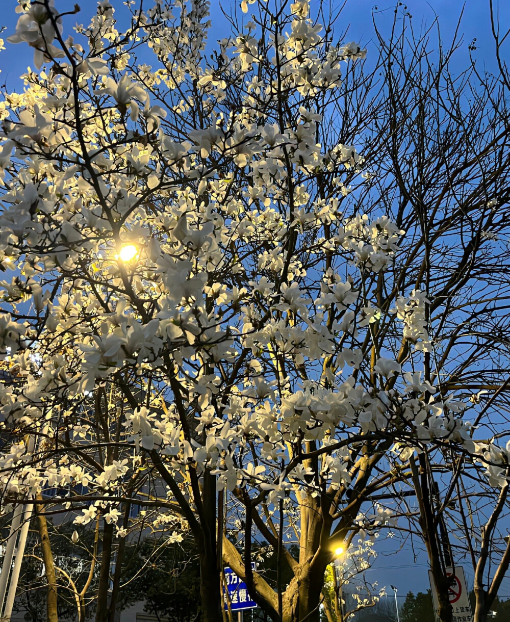 玉兰花的花语： ​​​纯洁无瑕、真情真意、感激、报恩、纯洁、高洁、高尚、芬芳、纯洁的爱，真挚、友谊长存、忠贞不渝。