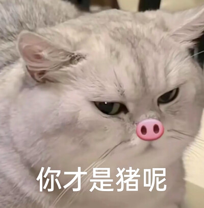 小猫咪