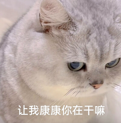 小猫咪