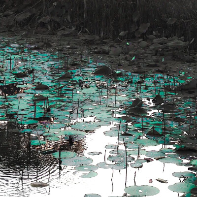 恋人がいないのに対孤児になる；《孤雏》おがSolitary chick