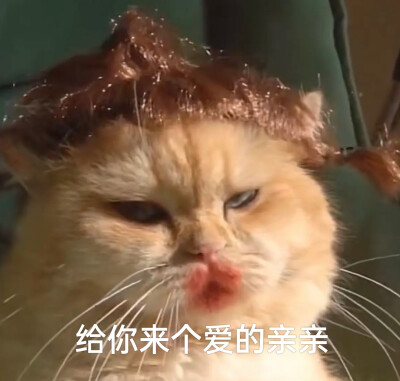 小猫咪