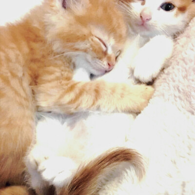 可爱小猫(˃ ⌑ ˂ )