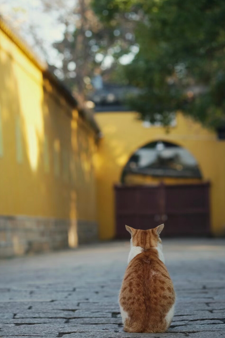 寺庙里的猫猫