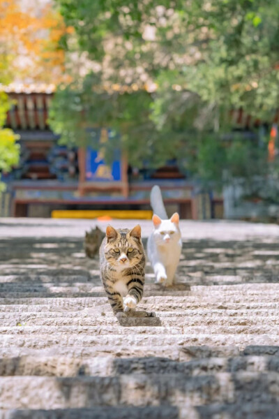 猫猫