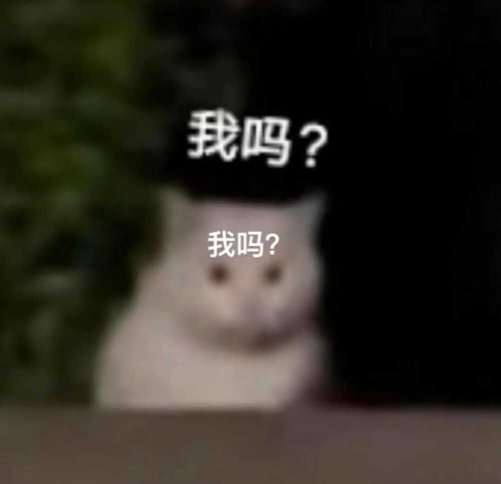 猫咪表情