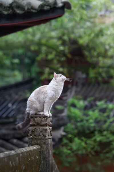 寺庙里的猫猫