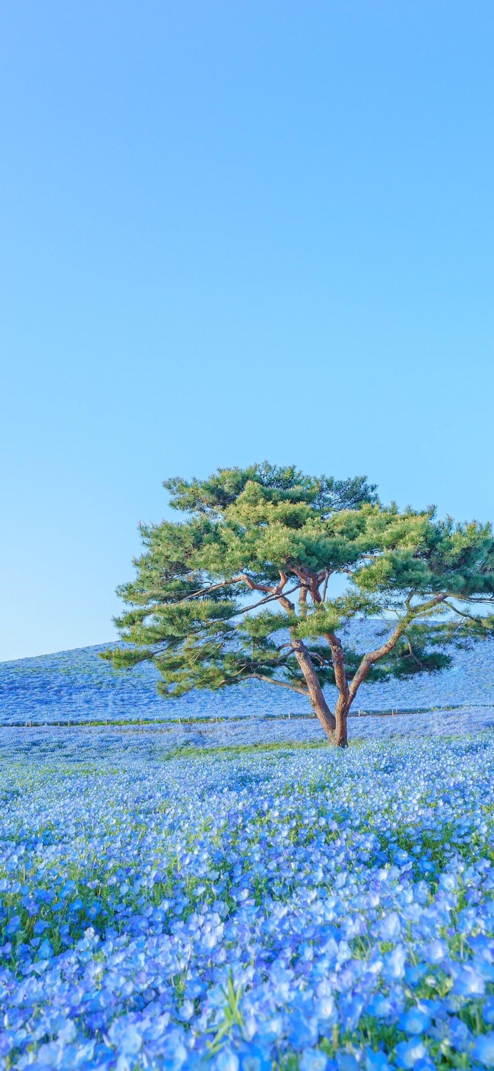 风景