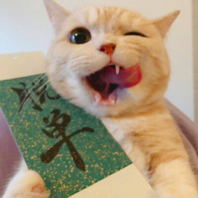 猫咪头像