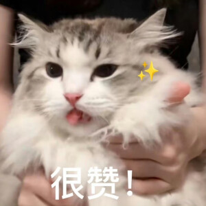 猫咪表情包
